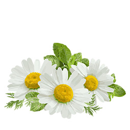 Daisy-Flower-Extract.jpg
