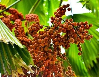 Saw Palmetto